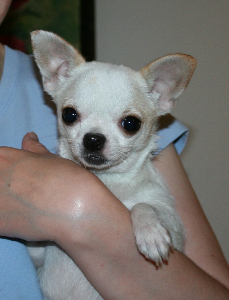 Picasso chihuahua best sale