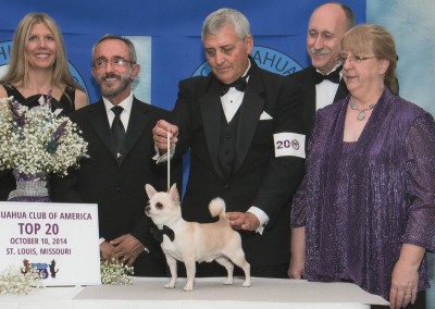 Chihuahua Club Of America's People's Choice Award